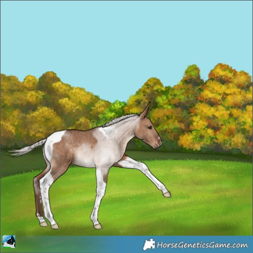 Horse Color:Silver Bay Dun Tobiano Brindle 