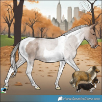 Horse Color:Silver Bay Roan Dun Tobiano 