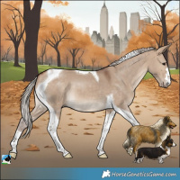 Horse Color:Silver Bay Dun Tobiano 