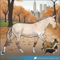 Horse Color:Silver Bay Roan Dun