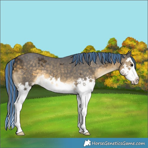 Horse Color:Painted Buckskin Merle Splash 