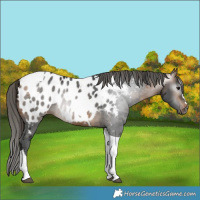 Horse Color:Gray Buckskin Merle Tobiano Appaloosa