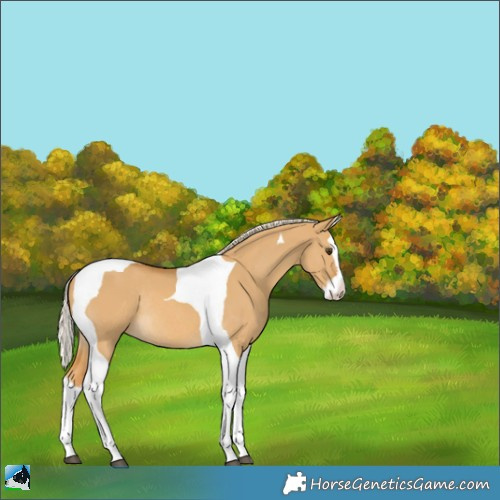 Horse Color:Palomino Dun Splash Tobiano Rabicano 