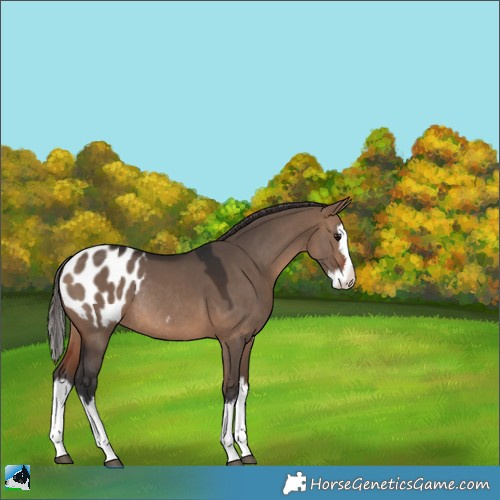 Horse Color:Brown Dun Splash Appaloosa Rabicano