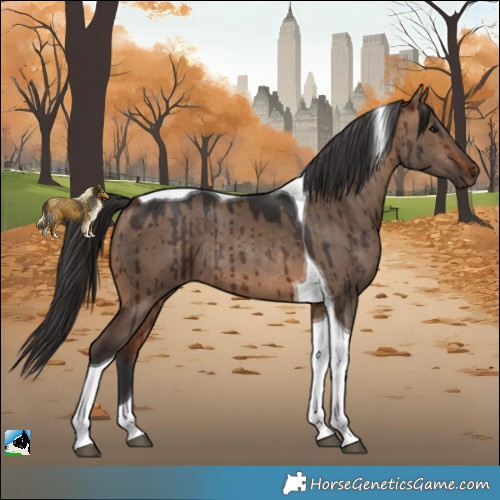Horse Color:Bay Dun Tobiano Rabicano Brindle