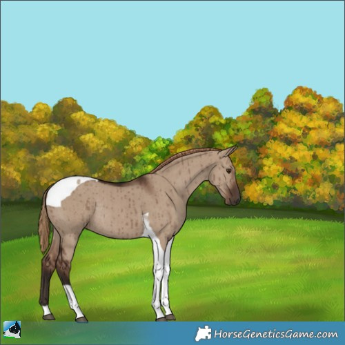 Horse Color:Liver Red Dun Tobiano Rabicano Brindle