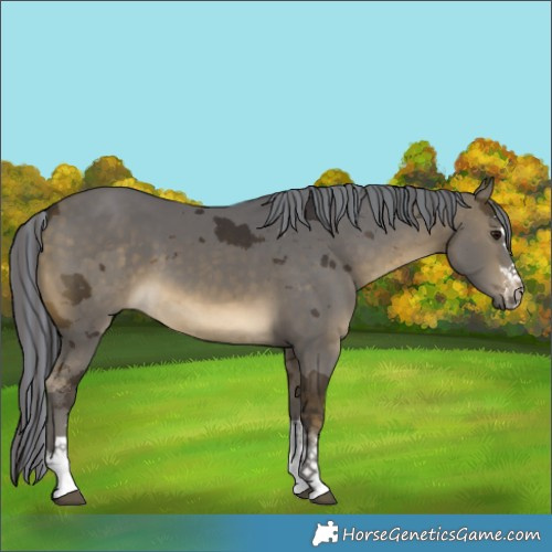 Horse Color:Painted Buckskin Merle 