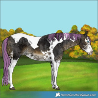 Horse Color:Painted Buckskin Ice Merle Splash Tobiano 