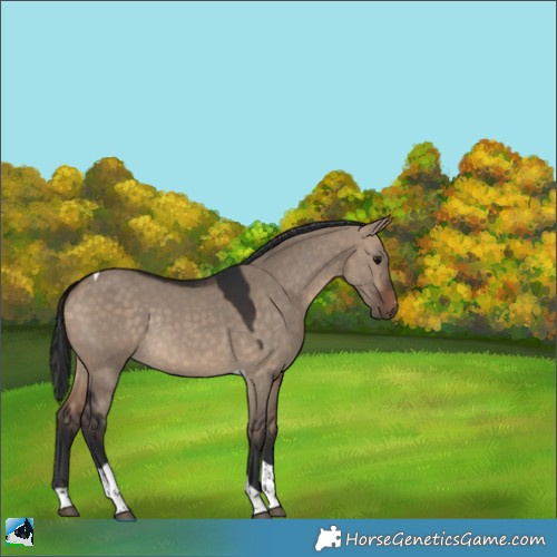 Horse Color:Bay Dun Tobiano Rabicano