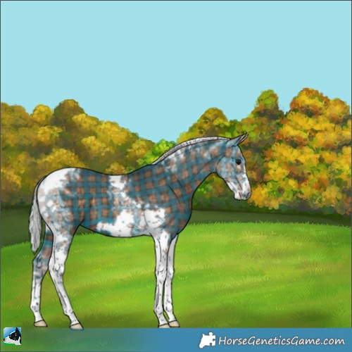 Horse Color:Plaid  Silver Brown Tobiano Frame 
