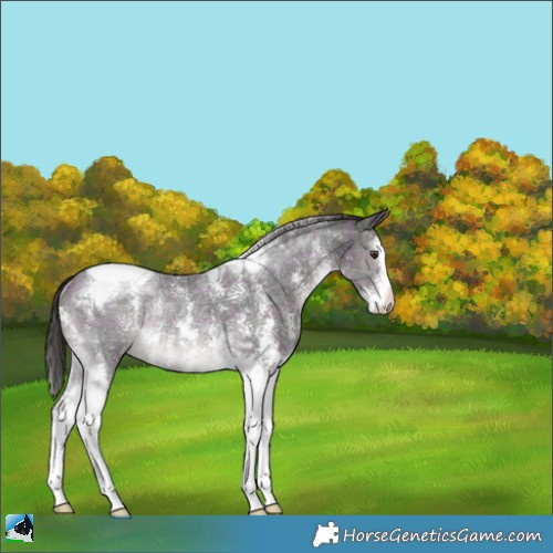 Horse Color:Platinum Plaid  Liver Chestnut Sabino Tobiano Rabicano 