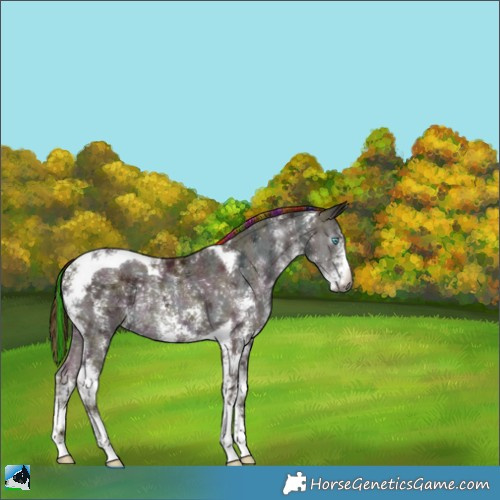 Horse Color:Gray Painted Midnight Buckskin Ice Pearl Sabino Tobiano 