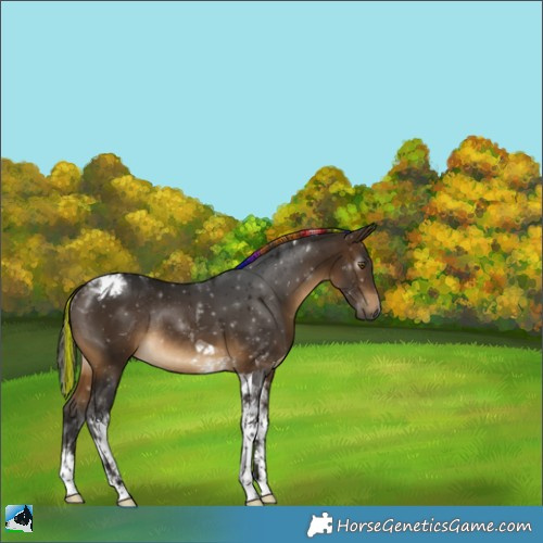 Horse Color:Gray Painted White Spotted Buckskin Tobiano Rabicano 