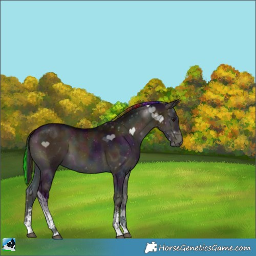 Horse Color:Painted Midnight Buckskin Onyx Sabino Tobiano Rabicano 