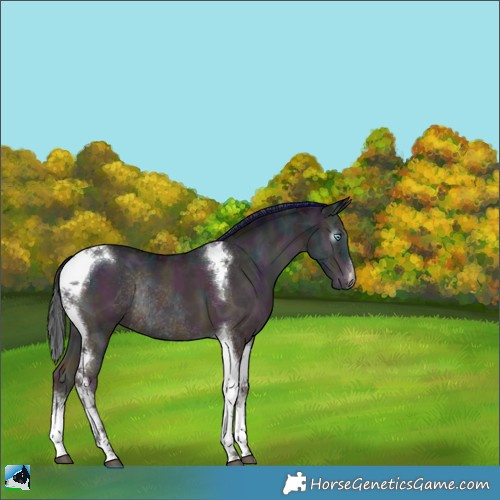 Horse Color:Gray White Spotted Midnight Buckskin Ice Pearl Onyx Tobiano Rabicano 