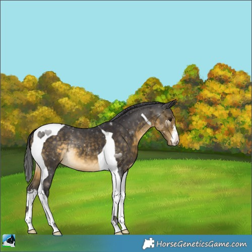 Horse Color:White Spotted Buckskin Tobiano 