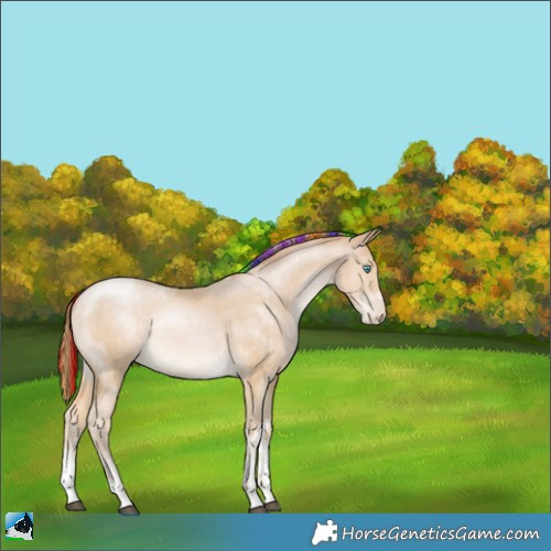 Horse Color:Painted Buckskin Pearl Sabino Tobiano Rabicano 