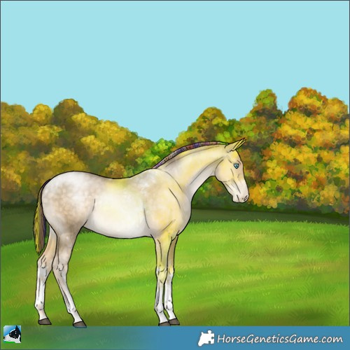 Horse Color:Painted White Spotted Buckskin Pearl Tobiano Rabicano 
