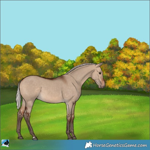Horse Color:Silver Bay Dun 