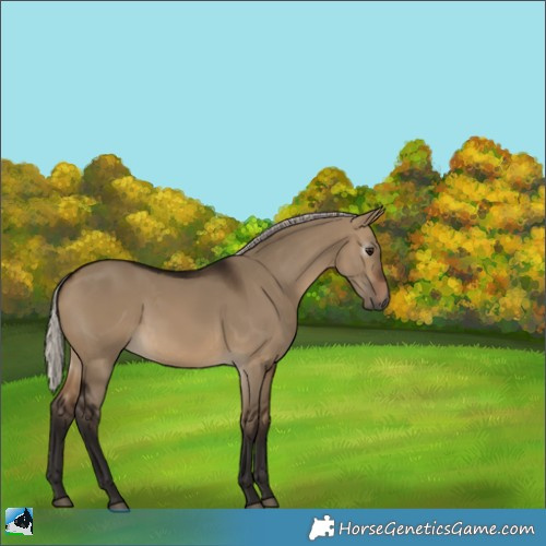 Horse Color:Gray Silver Bay Dun