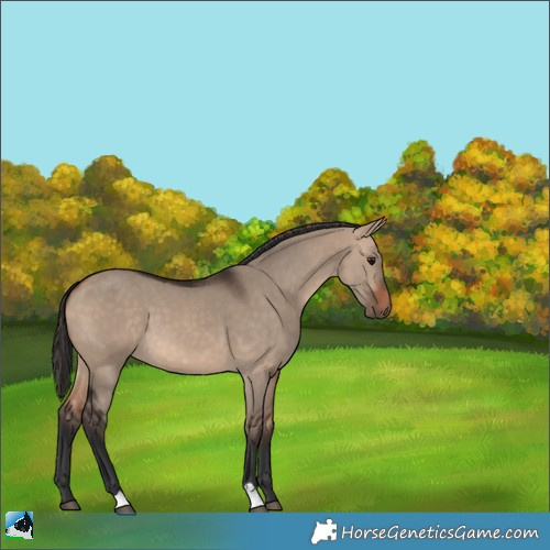 Horse Color:Bay Dun