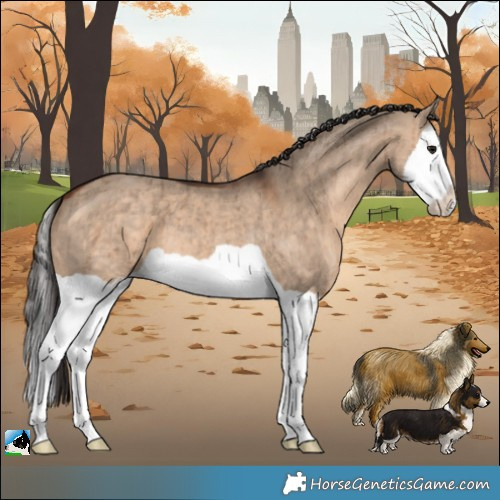 Horse Color:Bay Dun Splash Brindle