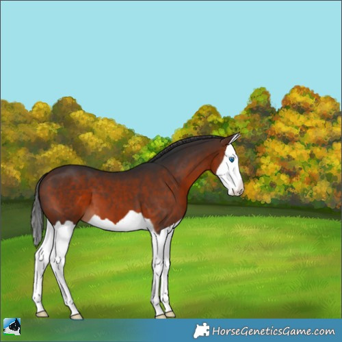Horse Color:Bay Splash 
