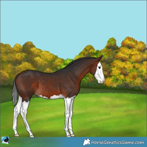 Horse Color:Bay Splash 