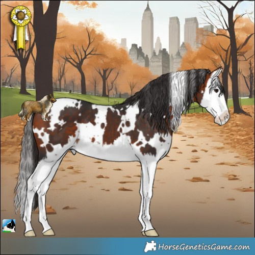 Horse Color:White Spotted Bay Splash 