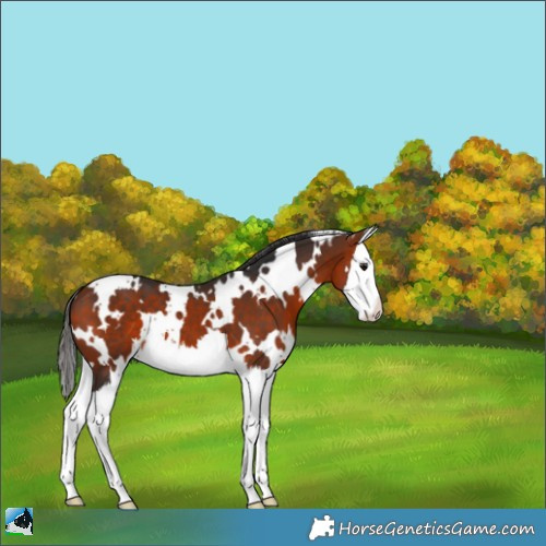 Horse Color:White Spotted Bay Splash 