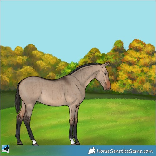 Horse Color:Bay Dun Brindle 