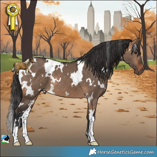 Horse Color:White Spotted Bay Dun 