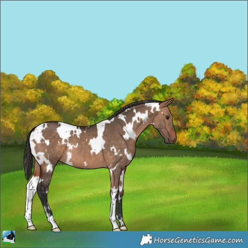 Horse Color:White Spotted Bay Dun