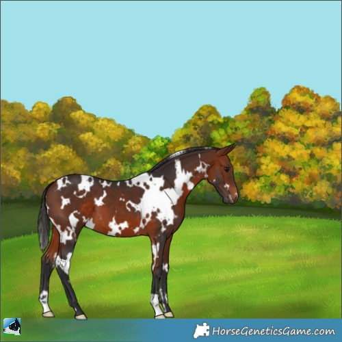 Horse Color:White Spotted Bay
