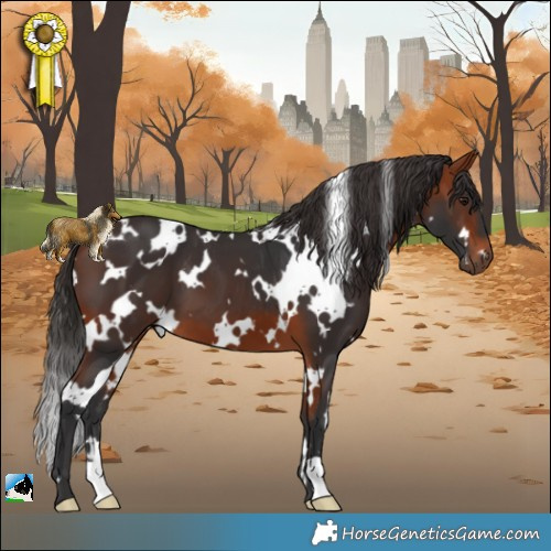 Horse Color:White Spotted Bay 