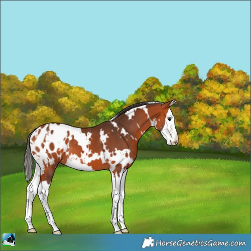 Horse Color:White Spotted Bay Splash Appaloosa 