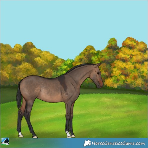 Horse Color:Brown Dun Rabicano 