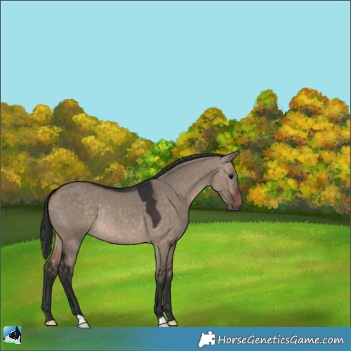 Horse Color:Brown Dun Rabicano 