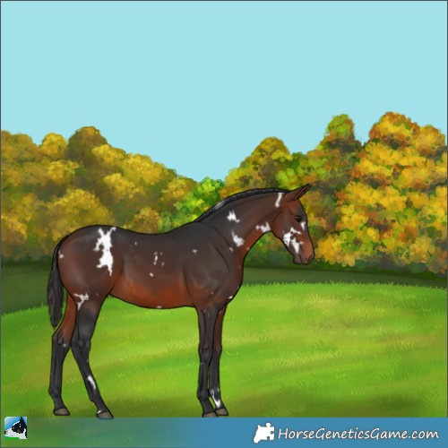 Horse Color:White Spotted Bay 