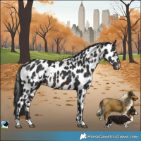 Horse Color:White Spotted Brown Appaloosa 