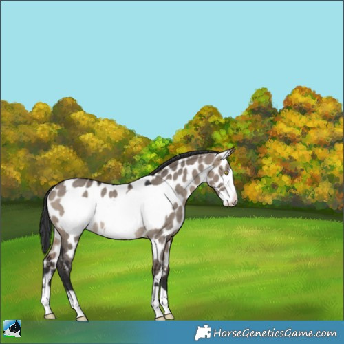 Horse Color:Brown Dun Frame Appaloosa Rabicano 