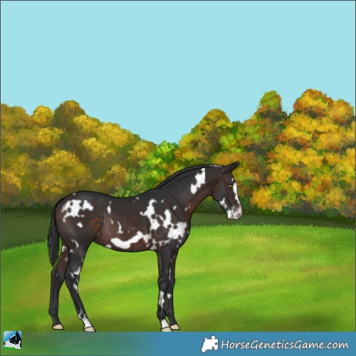 Horse Color:White Spotted Brown Frame Rabicano 