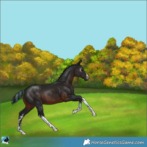 Horse Color:Gray Painted White Spotted Brown 