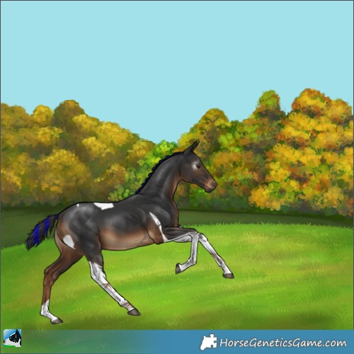 Horse Color:Gray Painted Liver Chestnut Tobiano 