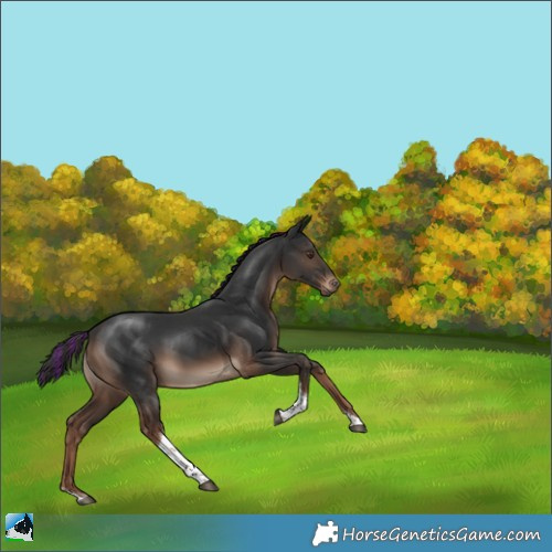 Horse Color:Painted Liver Chestnut Tobiano 