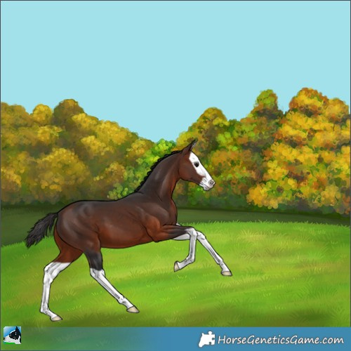 Horse Color:Bay Splash 