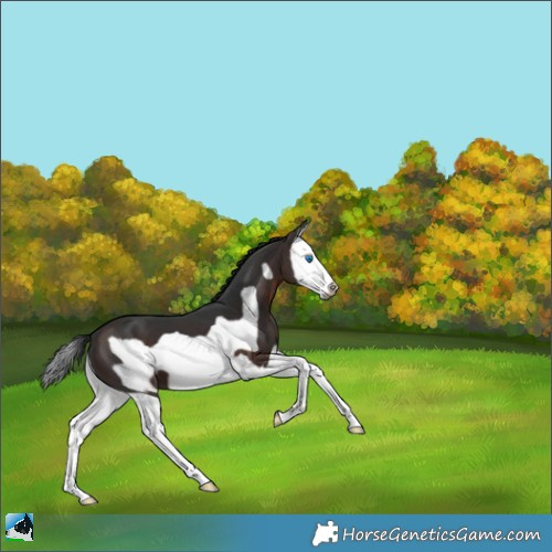 Horse Color:Brown Splash Frame 