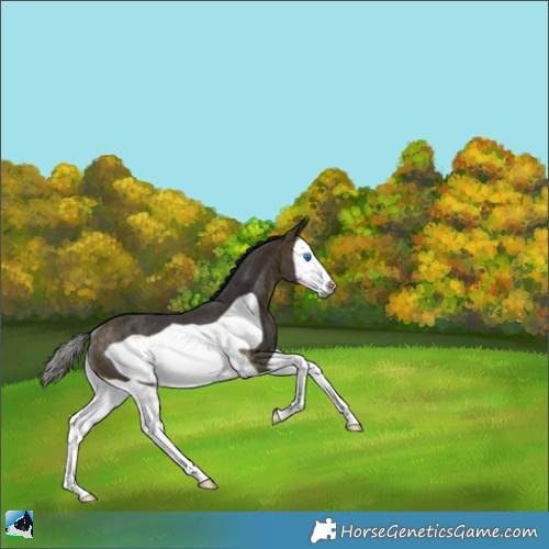 Horse Color:Buckskin Splash Frame Rabicano 