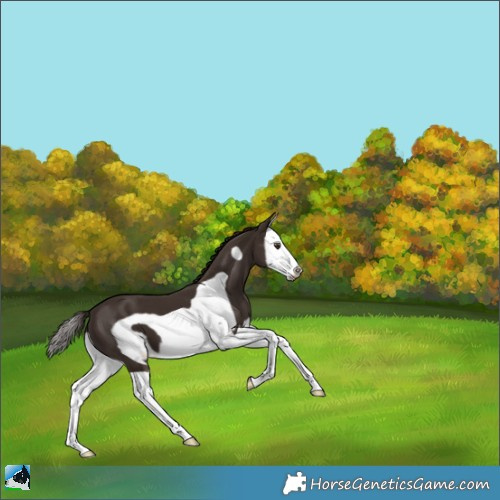 Horse Color:Liver Chestnut Splash Frame 