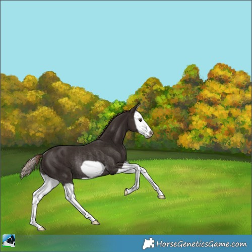 Horse Color:Liver Chestnut Splash Frame Rabicano